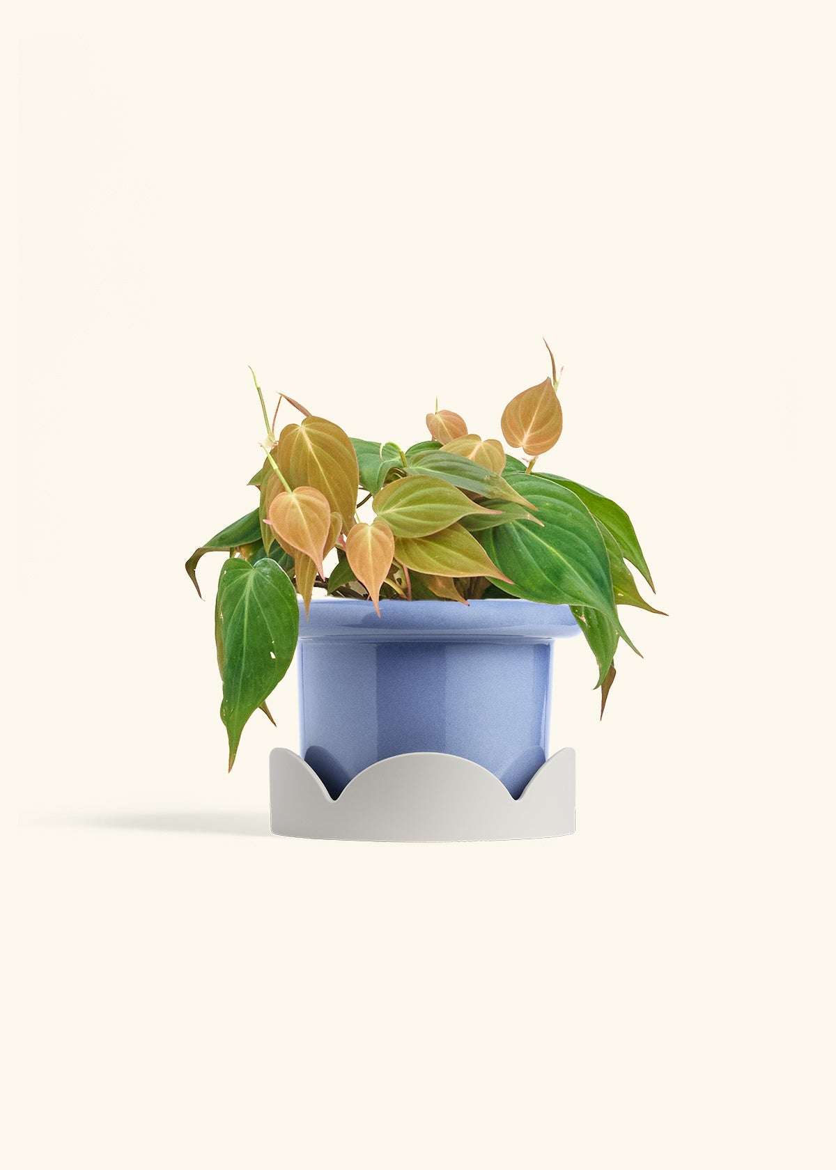Velvet Leaf Philodendron in a 6 inches Fat Lip Blue Planter in a Oat Petal Drip Tray