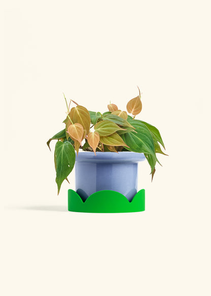 Velvet Leaf Philodendron in a 6 inches Fat Lip Blue Planter in a Shamrock Petal Drip Tray