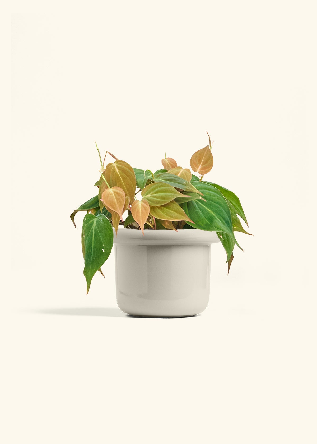 Velvet Leaf Philodendron in a 6 inches Fat Lip Oat Planter 