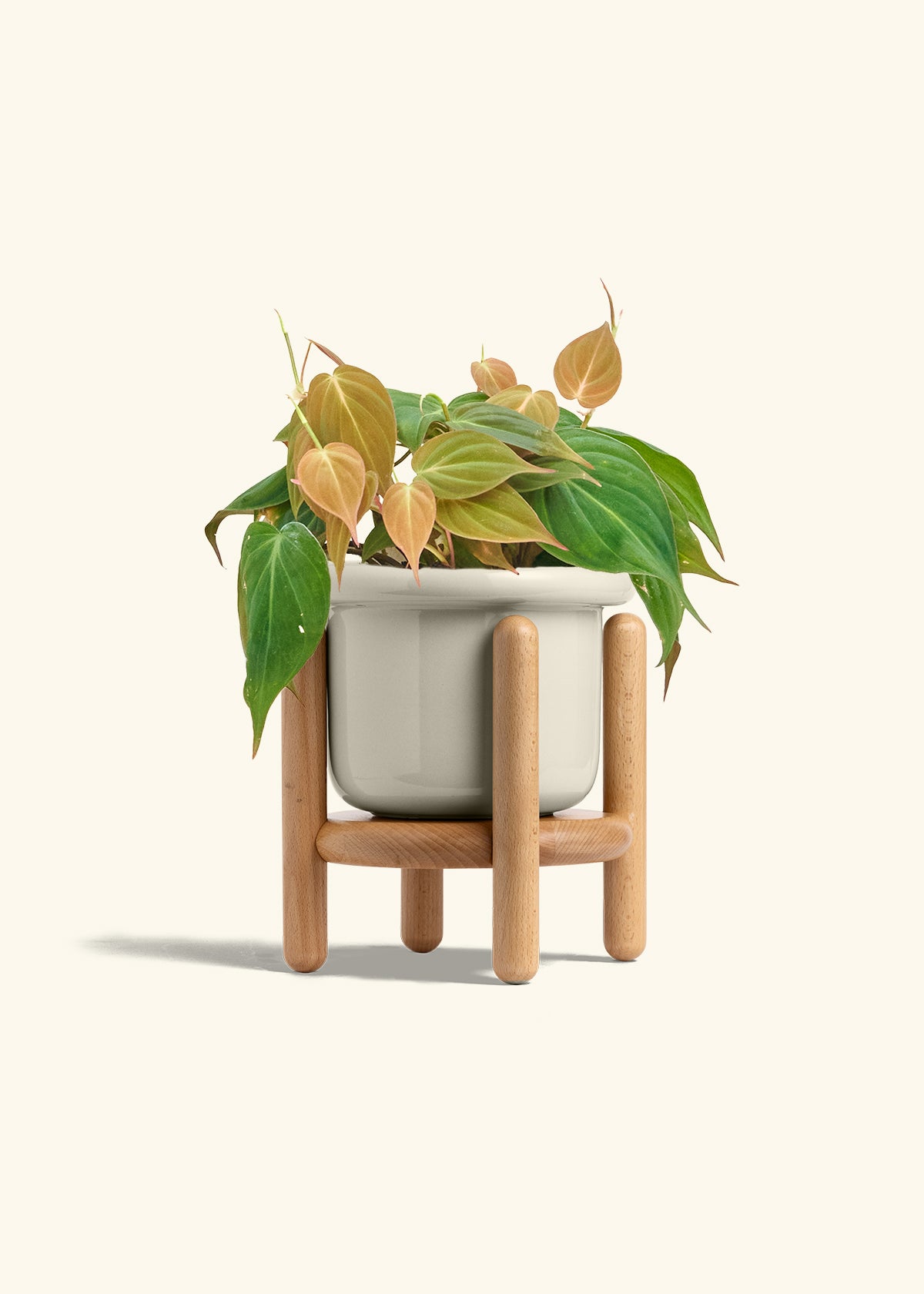 Velvet Leaf Philodendron in a 6 inches Fat Lip Oat Planter in a Beech Wood Stand