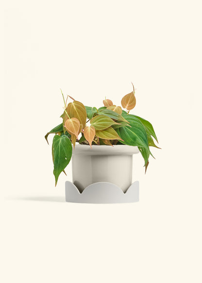 Velvet Leaf Philodendron in a 6 inches Fat Lip Oat Planter in a Oat Petal Drip Tray