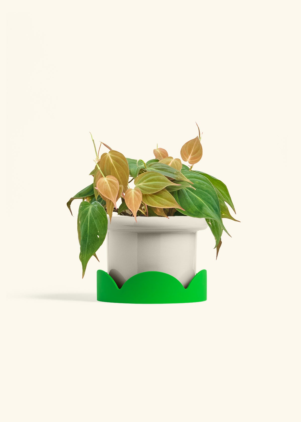 Velvet Leaf Philodendron in a 6 inches Fat Lip Oat Planter in a Shamrock Petal Drip Tray