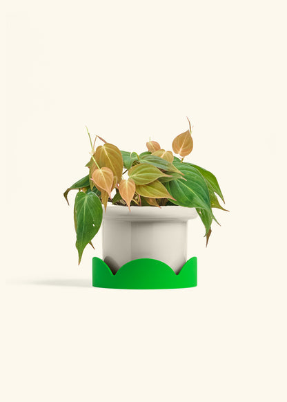 Velvet Leaf Philodendron in a 6 inches Fat Lip Oat Planter in a Shamrock Petal Drip Tray