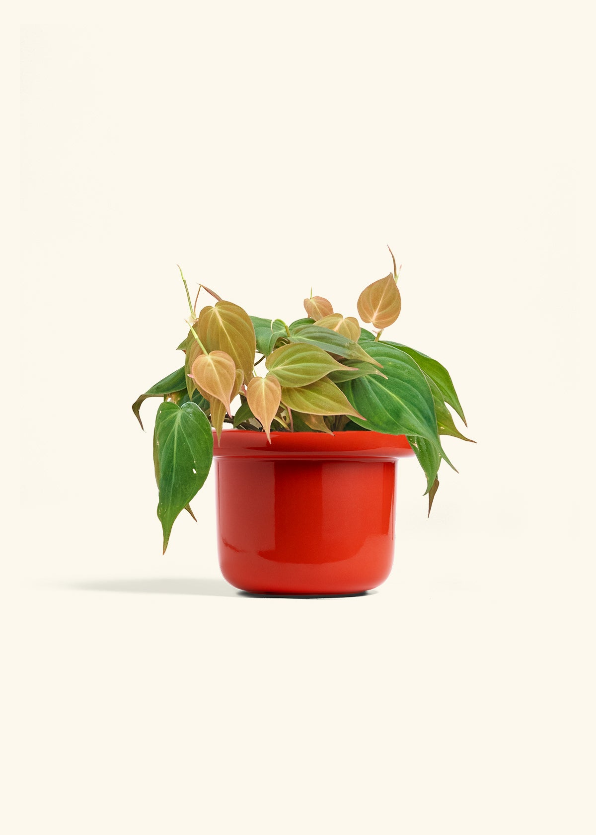 Velvet Leaf Philodendron in a 6 inches Fat Lip Red Planter 