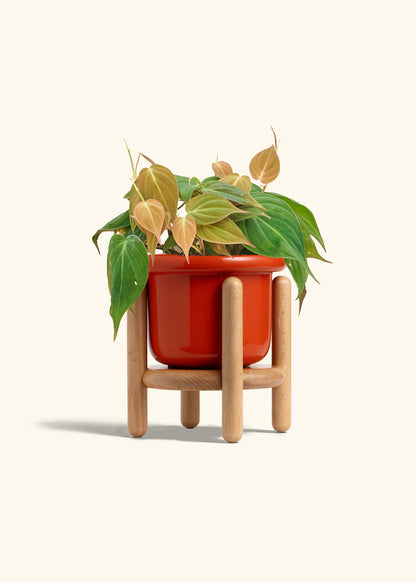 Velvet Leaf Philodendron in a 6 inches Fat Lip Red Planter in a Beech Wood Stand
