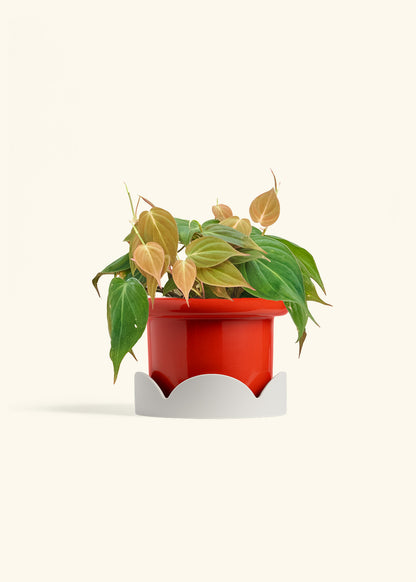 Velvet Leaf Philodendron in a 6 inches Fat Lip Red Planter in a Oat Petal Drip Tray