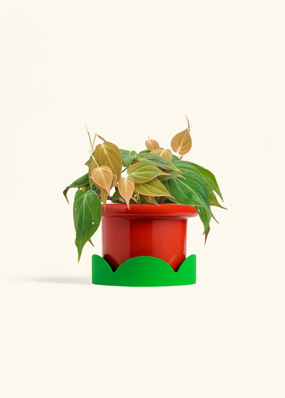 Velvet Leaf Philodendron in a 6 inches Fat Lip Red Planter in a Shamrock Petal Drip Tray