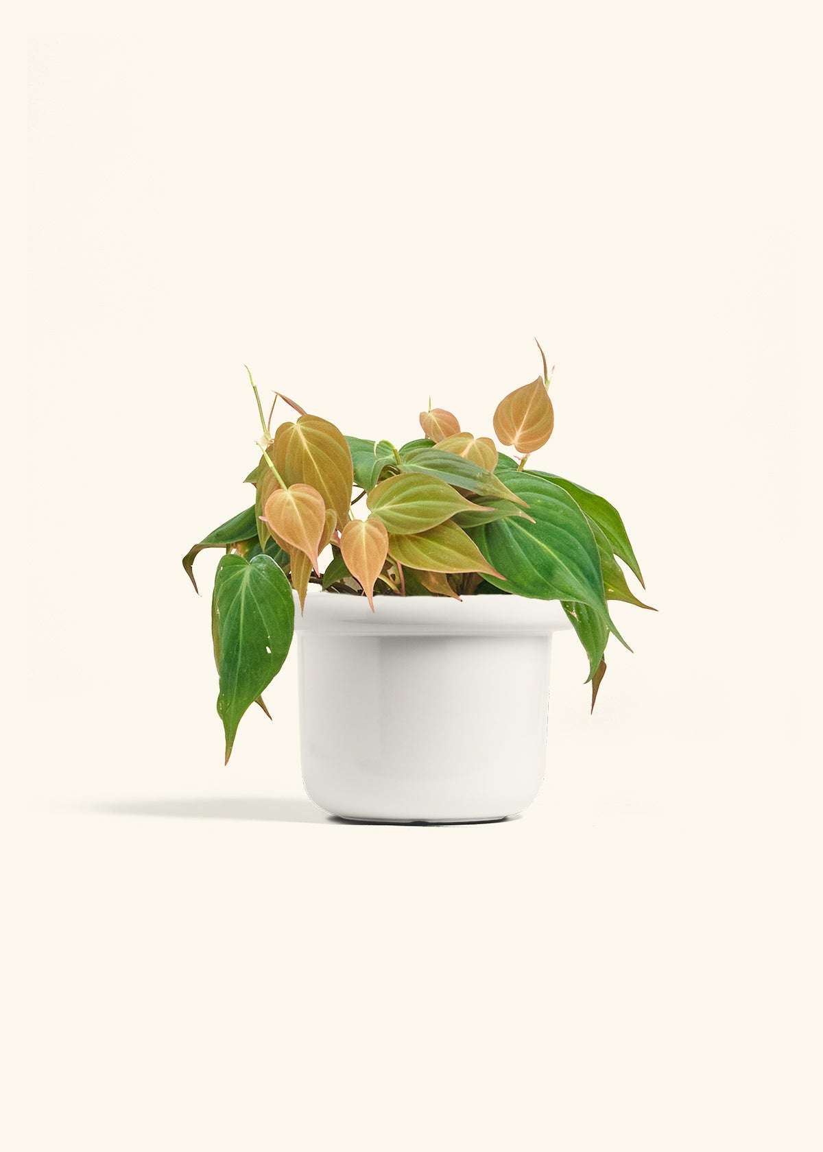 Velvet Leaf Philodendron in a 6 inches Fat Lip White Planter 