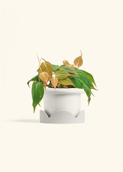 Velvet Leaf Philodendron in a 6 inches Fat Lip White Planter in a Oat Petal Drip Tray