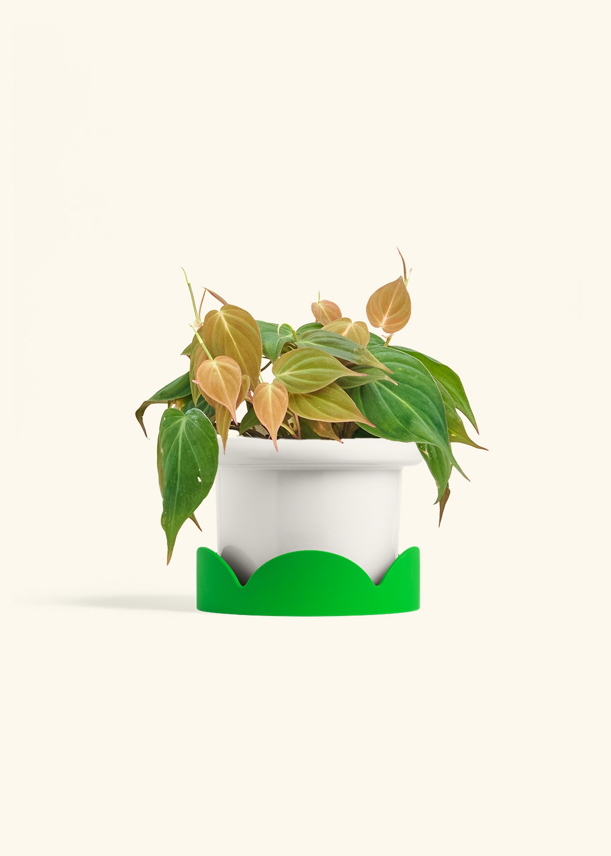 Velvet Leaf Philodendron in a 6 inches Fat Lip White Planter in a Shamrock Petal Drip Tray