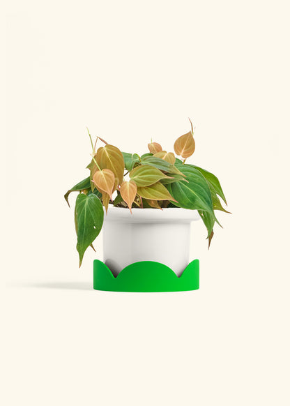 Velvet Leaf Philodendron in a 6 inches Fat Lip White Planter in a Shamrock Petal Drip Tray