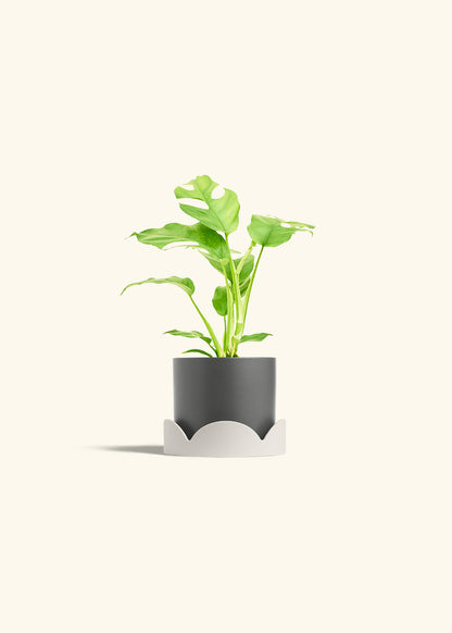 Mini Monstera in a 4 inches Charcoal Classic Cylinder Planter in a Oat Petal Drip Tray