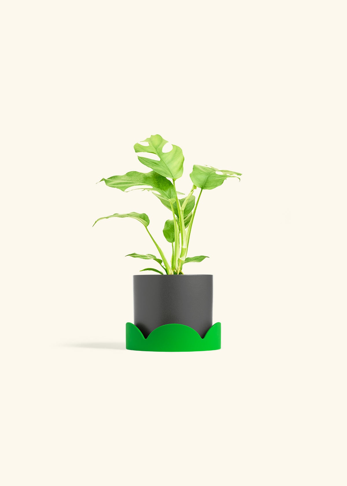 Mini Monstera in a 4 inches Charcoal Classic Cylinder Planter in a Shamrock Petal Drip Tray