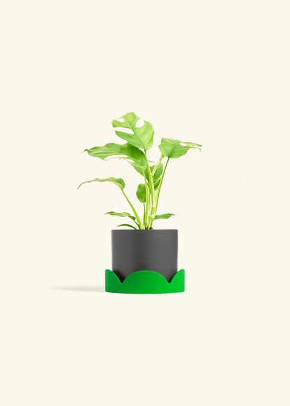Mini Monstera in a 4 inches Charcoal Classic Cylinder Planter in a Shamrock Petal Drip Tray