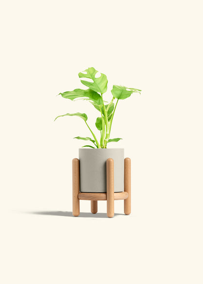 Mini Monstera in a 4 inches Oat Classic Cylinder Planter in a Beech Wood Stand