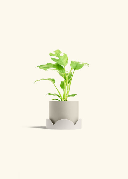 Mini Monstera in a 4 inches Oat Classic Cylinder Planter in a Oat Petal Drip Tray