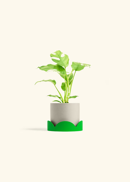 Mini Monstera in a 4 inches Oat Classic Cylinder Planter in a Shamrock Petal Drip Tray