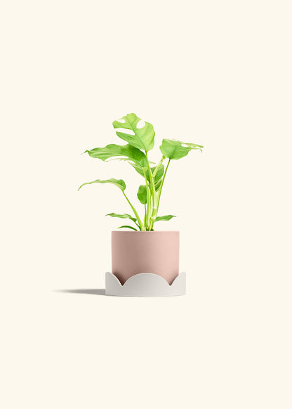 Mini Monstera in a 4 inches Pink Classic Cylinder Planter in a Oat Petal Drip Tray