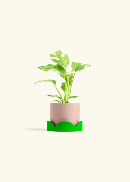 Mini Monstera in a 4 inches Pink Classic Cylinder Planter in a Shamrock Petal Drip Tray