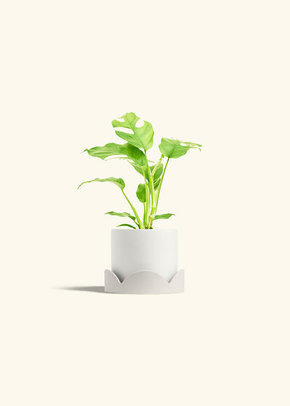 Mini Monstera in a 4 inches White Classic Cylinder Planter in a Oat Petal Drip Tray
