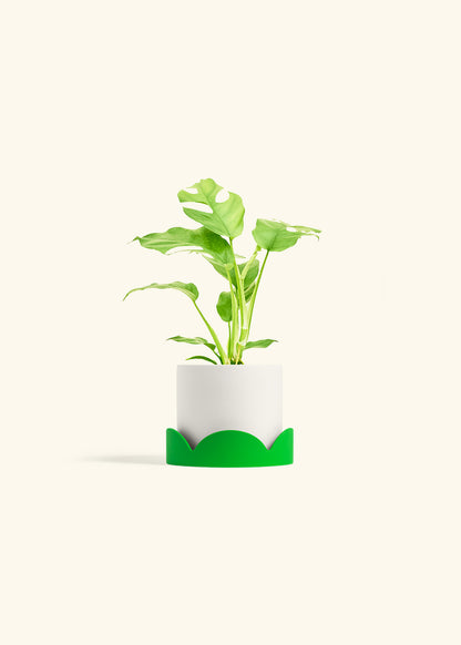 Mini Monstera in a 4 inches White Classic Cylinder Planter in a Shamrock Petal Drip Tray