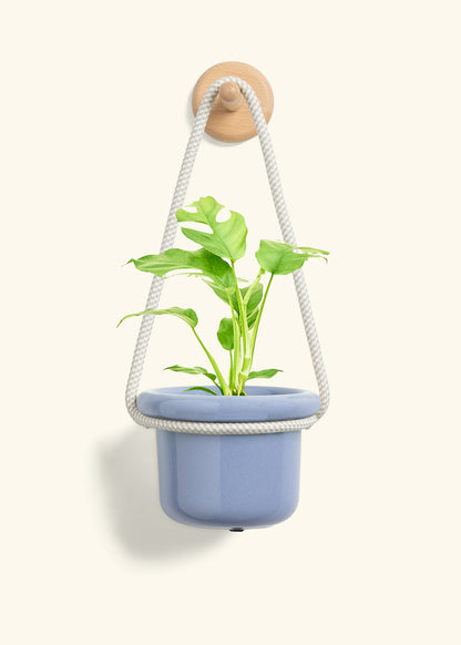 Mini Monstera, Small