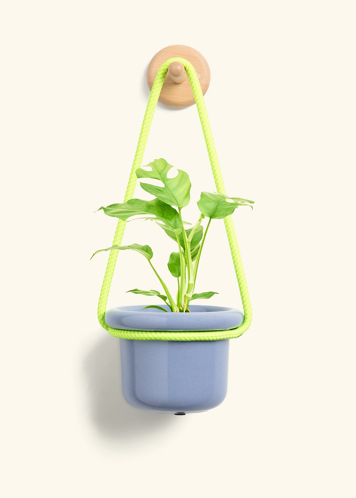 Mini Monstera, Small
