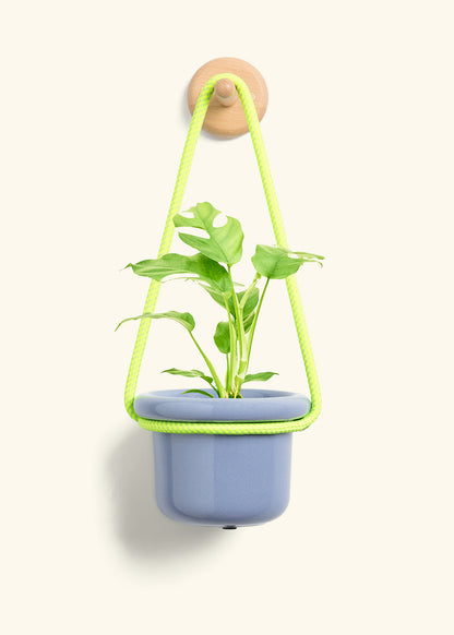 Mini Monstera, Small