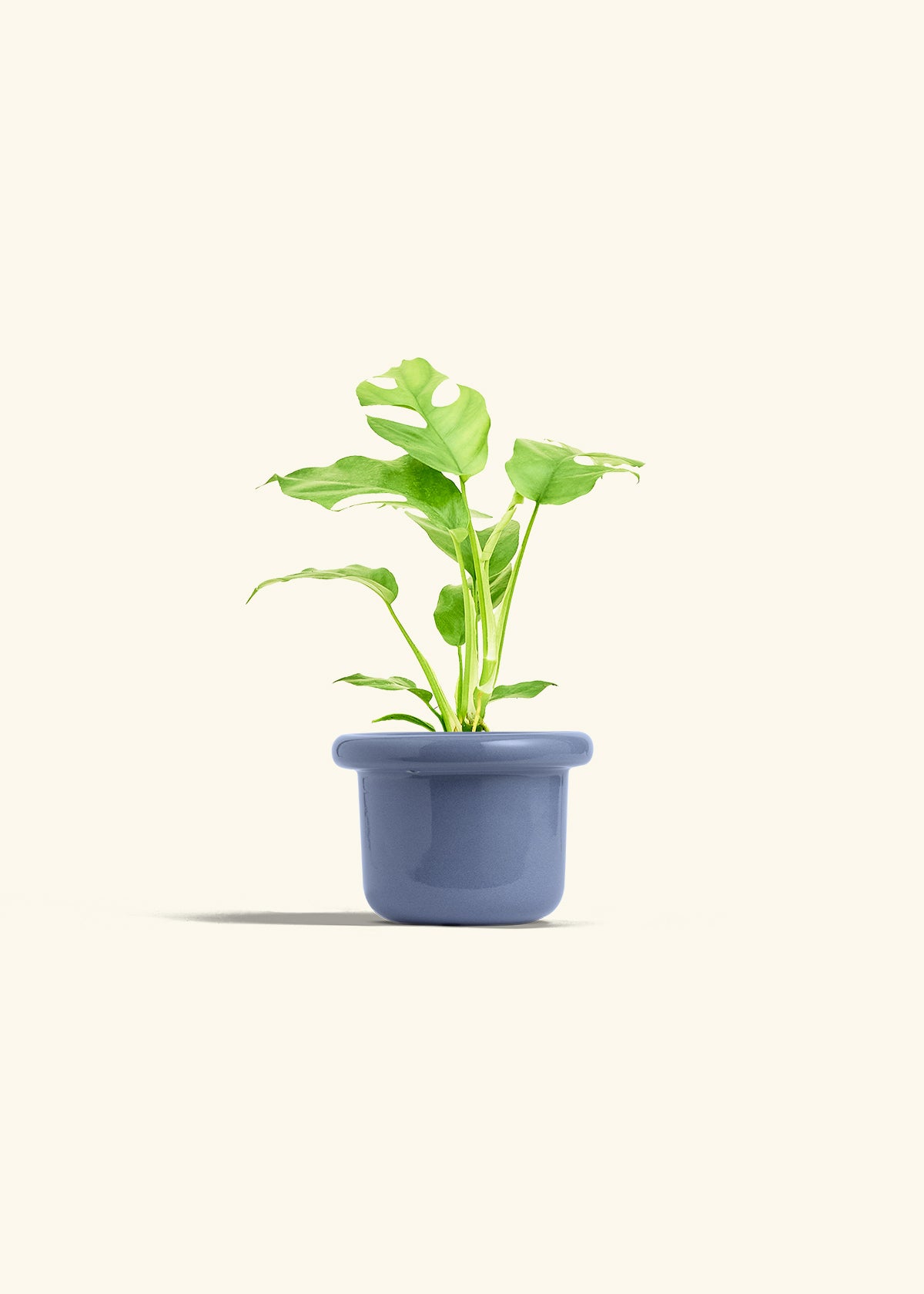 Mini Monstera in a 4 inches Fat Lip Blue Planter 