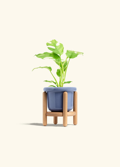 Mini Monstera in a 4 inches Fat Lip Blue Planter in a Beech Wood Stand