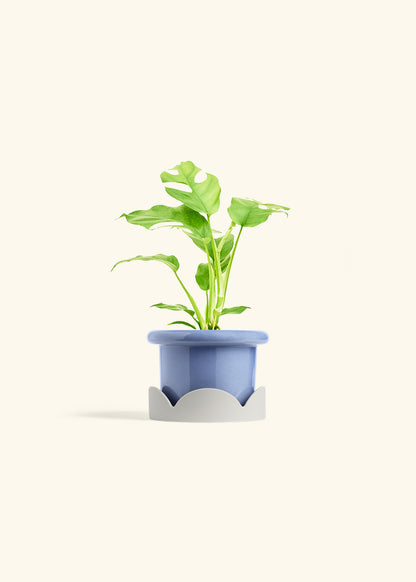 Mini Monstera in a 4 inches Fat Lip Blue Planter in a Oat Petal Drip Tray