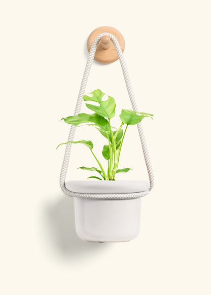 Mini Monstera, Small