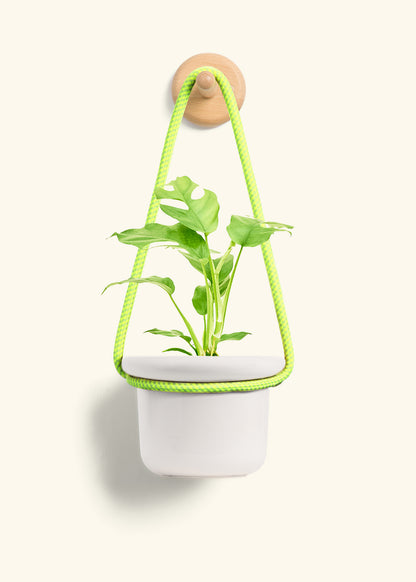 Mini Monstera, Small