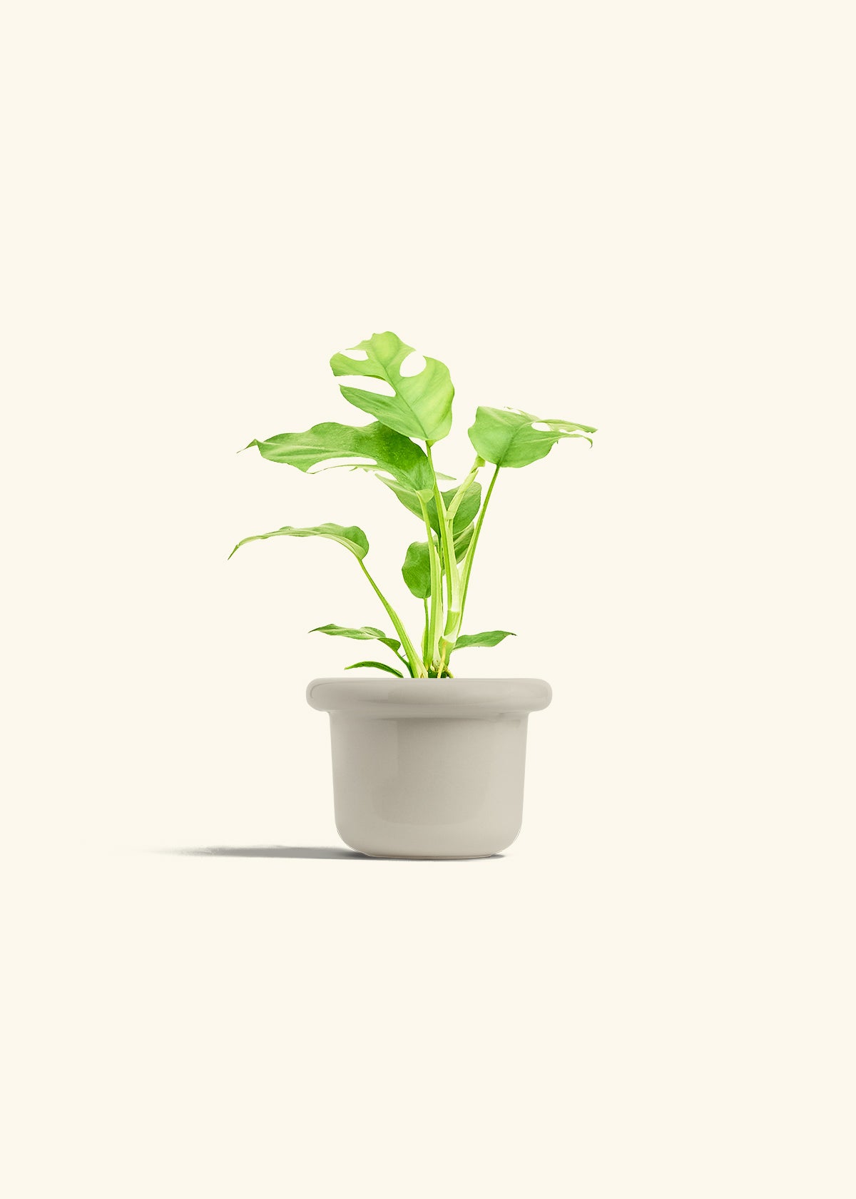 Mini Monstera in a 4 inches Fat Lip Oat Planter 