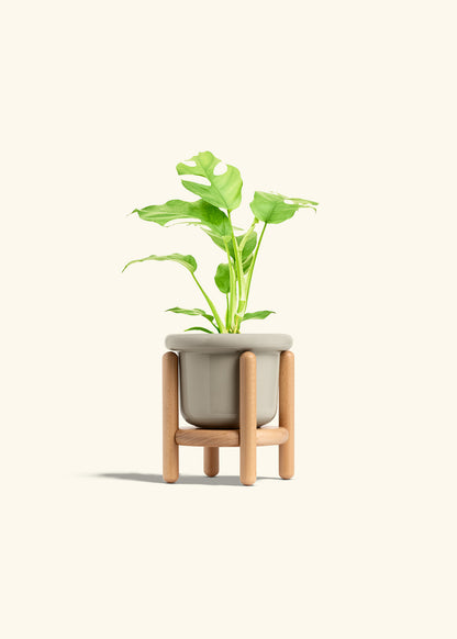 Mini Monstera in a 4 inches Fat Lip Oat Planter in a Beech Wood Stand