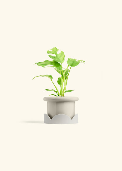 Mini Monstera in a 4 inches Fat Lip Oat Planter in a Oat Petal Drip Tray