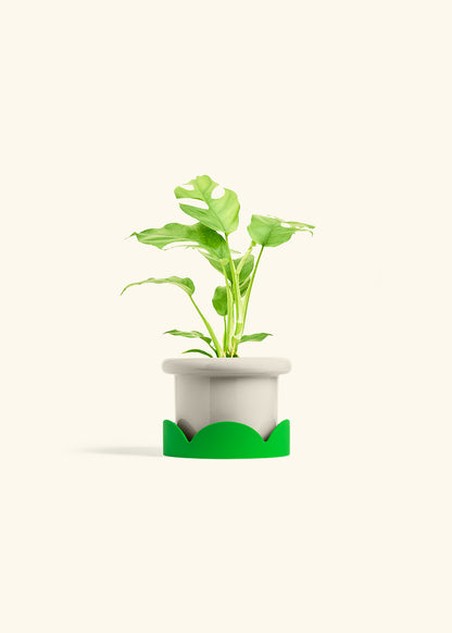 Mini Monstera in a 4 inches Fat Lip Oat Planter in a Shamrock Petal Drip Tray
