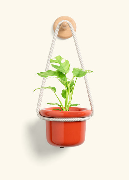 Mini Monstera, Small