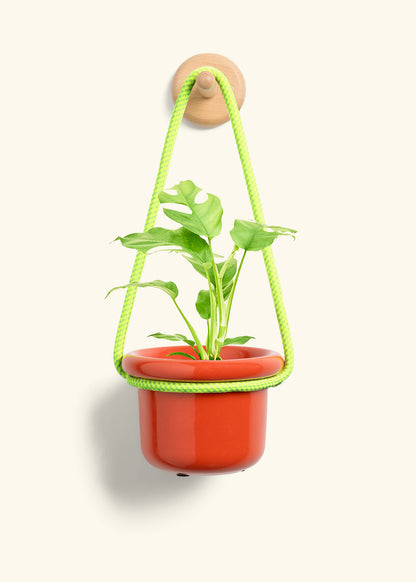 Mini Monstera, Small