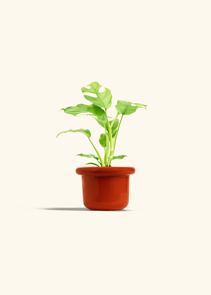 Mini Monstera in a 4 inches Fat Lip Red Planter 