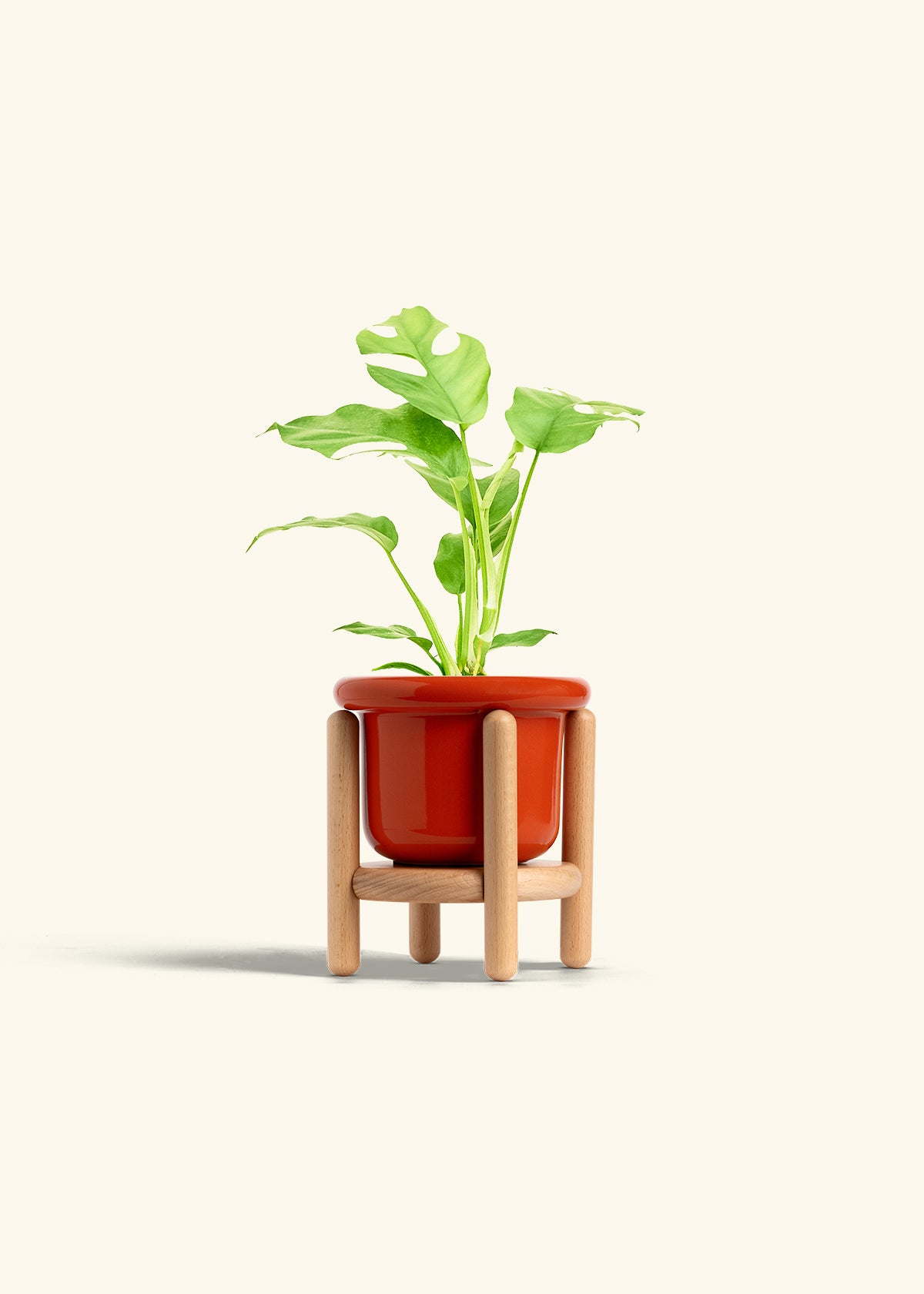Mini Monstera in a 4 inches Fat Lip Red Planter in a Beech Wood Stand