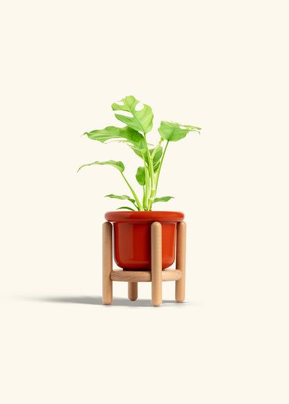 Mini Monstera in a 4 inches Fat Lip Red Planter in a Beech Wood Stand