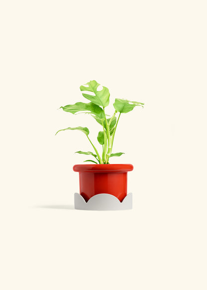 Mini Monstera in a 4 inches Fat Lip Red Planter in a Oat Petal Drip Tray