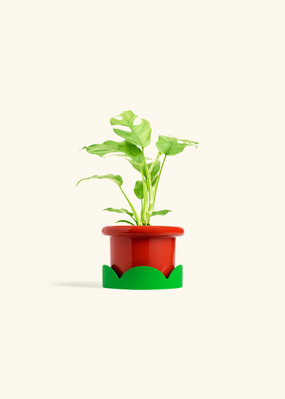 Mini Monstera in a 4 inches Fat Lip Red Planter in a Shamrock Petal Drip Tray