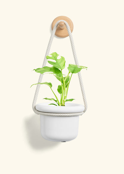 Mini Monstera, Small