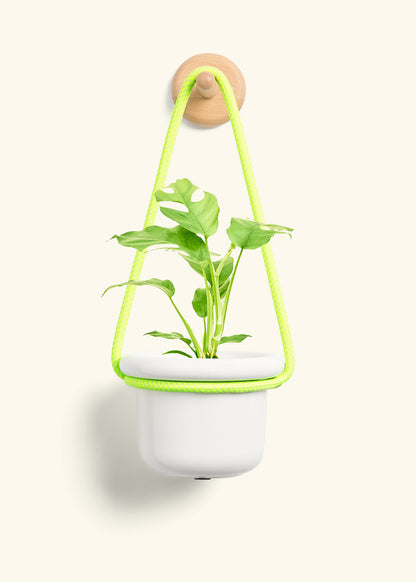 Mini Monstera, Small