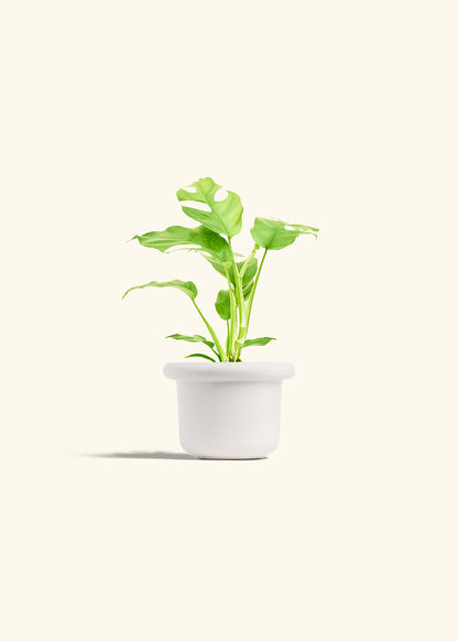 Mini Monstera in a 4 inches Fat Lip White Planter 