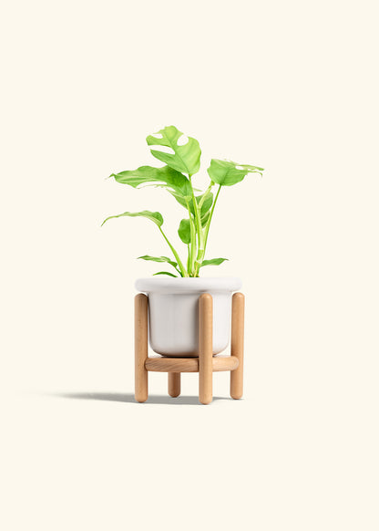 Mini Monstera in a 4 inches Fat Lip White Planter in a Beech Wood Stand