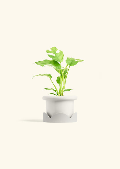 Mini Monstera in a 4 inches Fat Lip White Planter in a Oat Petal Drip Tray