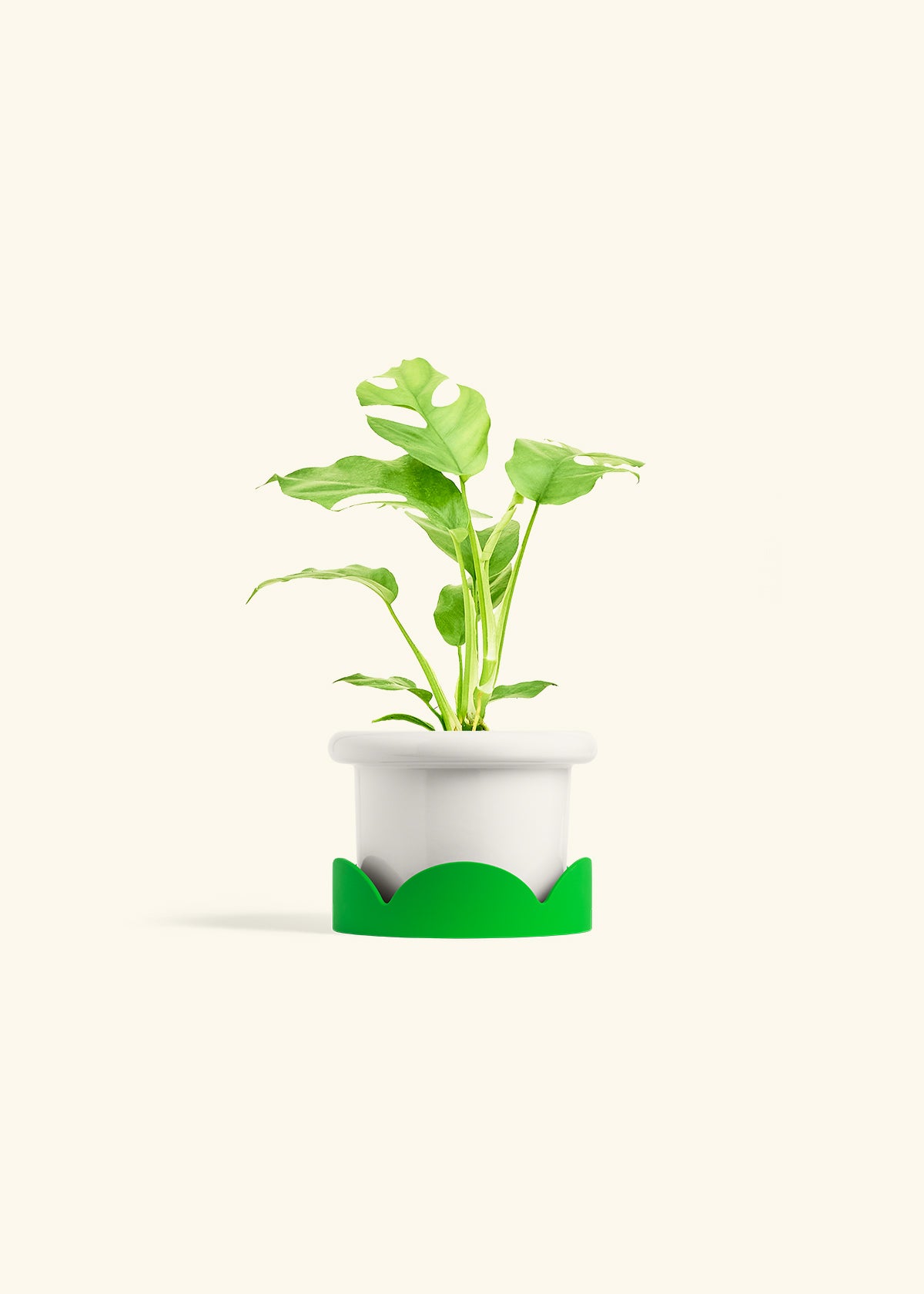 Mini Monstera in a 4 inches Fat Lip White Planter in a Shamrock Petal Drip Tray